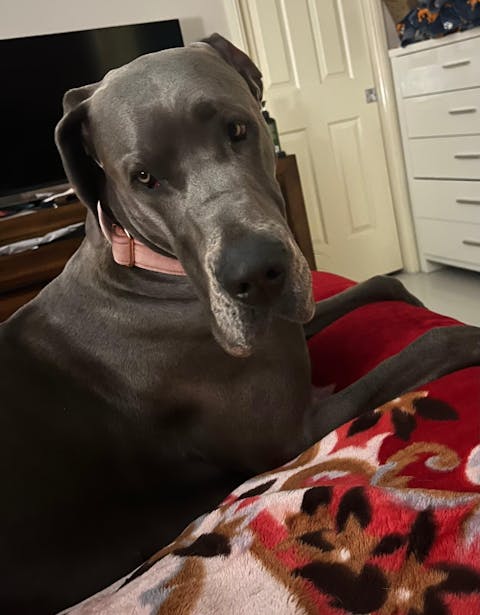 Blush Pink Luxury Velvet Slip Halter