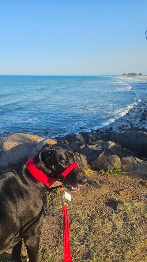 Red Luxury Velvet Buckle Collar