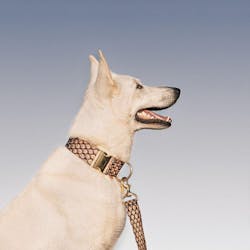 Mocha Mousse Monte Carlo Statement Lead