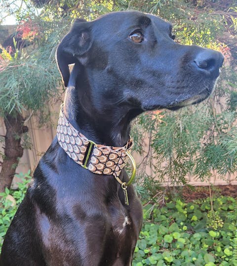 Mocha Mousse Monte Carlo Martingale Collar