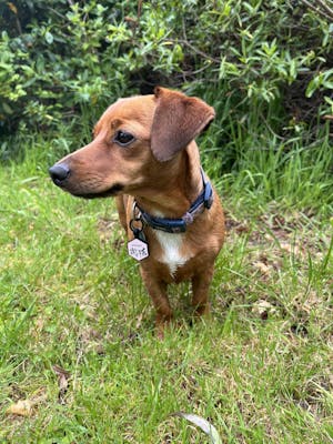 Dog ID Tag - Hank