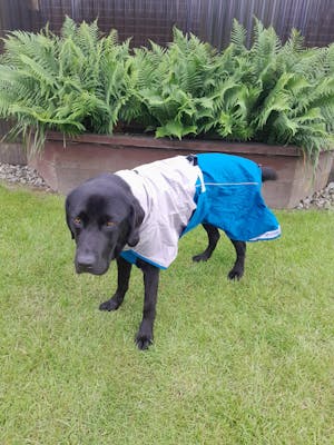 Dog Raincoat Milford