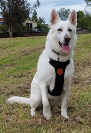 Arctic Sammy Adventure Dog Harness