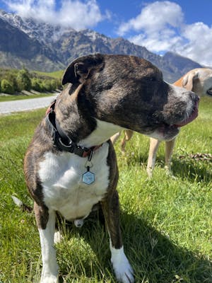Dog ID Tag - Henry
