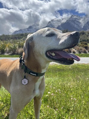 Dog ID Tag - Lola