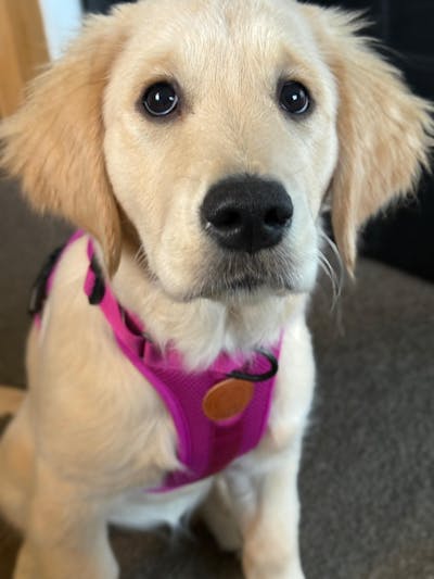 Arctic Sammy Adventure Dog Harness - Pink