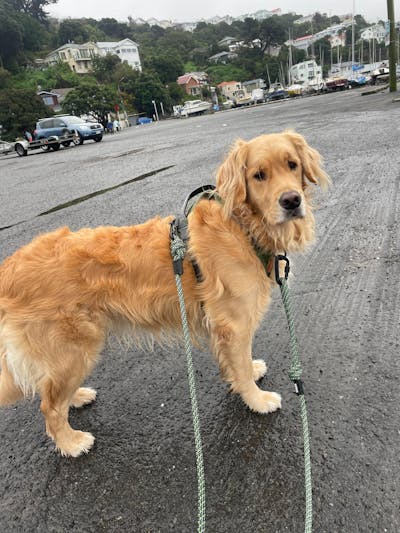 Craigieburn Rope Dog Leash