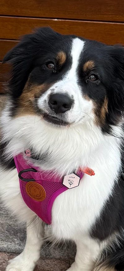 Arctic Sammy Adventure Dog Harness - Pink