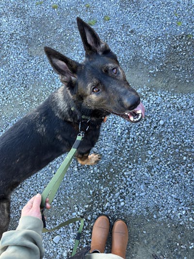 Olive Terraflow Traffic Handle Leash