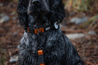 Orange Terraflow Waterproof Dog Collar