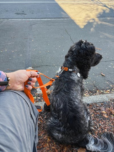 Orange Terraflow Traffic Handle Leash