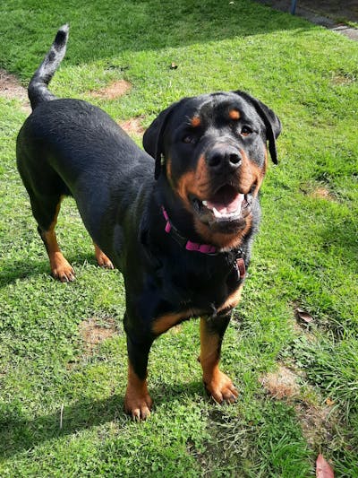 Pink Terraflow Waterproof Dog Collar