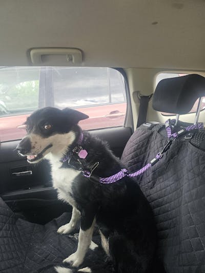3-in-1 Dog Car Tether Waihi