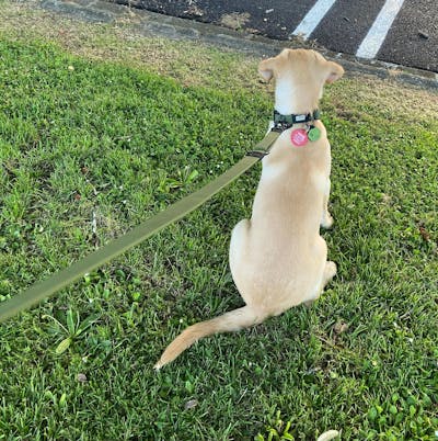 Olive Terraflow Traffic Handle Leash