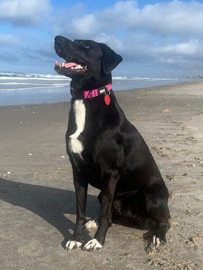 Pink Terraflow Waterproof Dog Collar