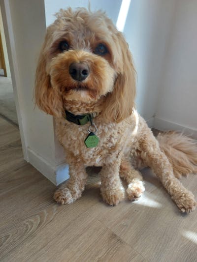 Olive Terraflow Waterproof Dog Collar