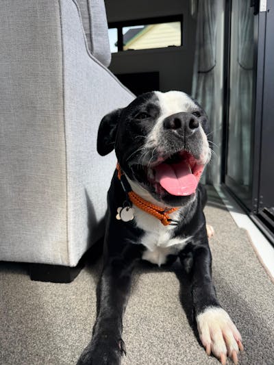 Hawea Martingale Collar