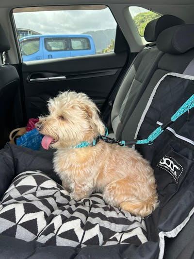 Pukaki Rope Dog Leash with Traffic Handle