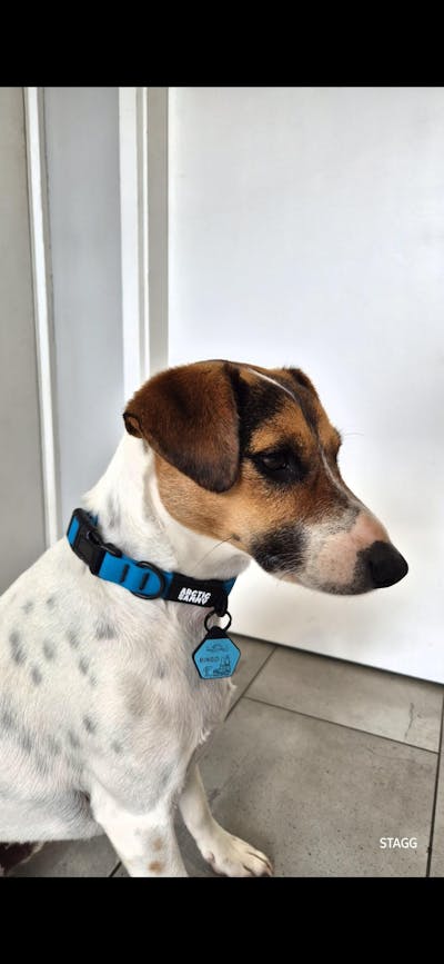 Teal Terraflow Waterproof Dog Collar