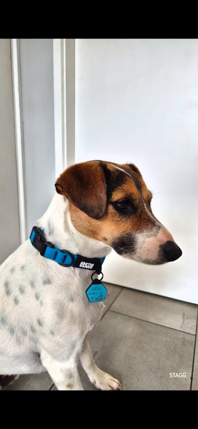 QR Code Dog ID Tag - Pickle