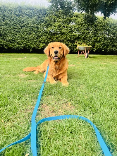 Teal Terraflow Long Line Dog Leash