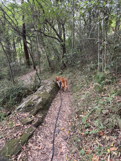 Black Train and Recall Long Line Dog Leash