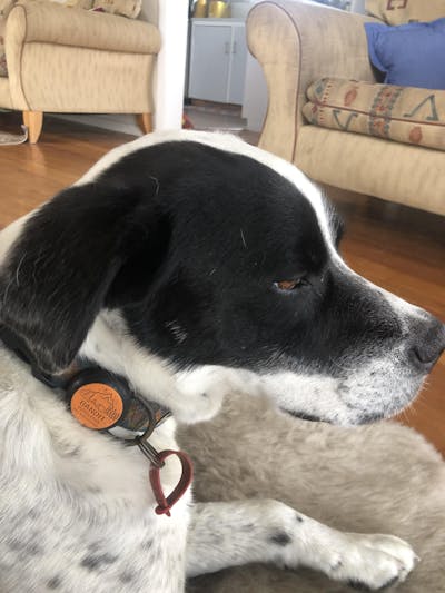 Slide-On Dog ID Tag - Clooney