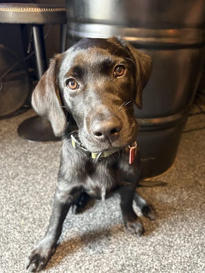 Olive Terraflow Waterproof Dog Collar