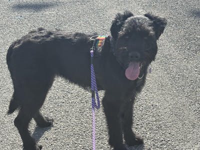 Waihi Trail Runner Handsfree Dog Leash