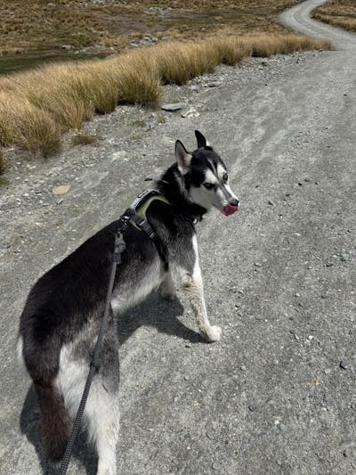 Arctic Sammy Adventure Dog Harness - Olive