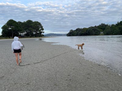 Black Train and Recall Long Line Dog Leash