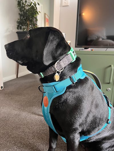 Arctic Sammy Adventure Dog Harness - Teal