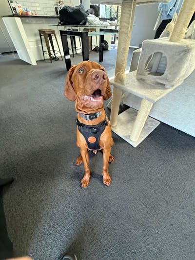 Arctic Sammy Adventure Dog Harness - Black