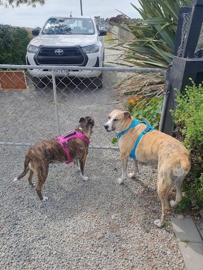 Arctic Sammy Adventure Dog Harness - Teal