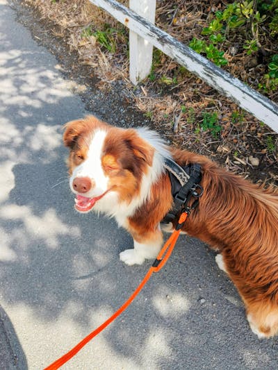 Hawea Trail Runner Handsfree Dog Leash