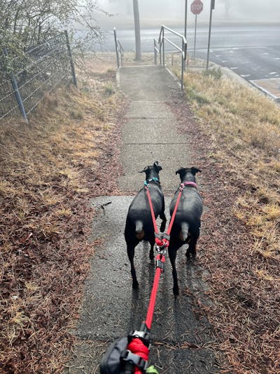 Ohau Martingale Collar