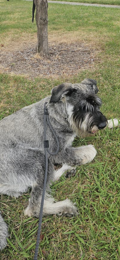 Mackenzie Rope Dog Leash with Traffic Handle