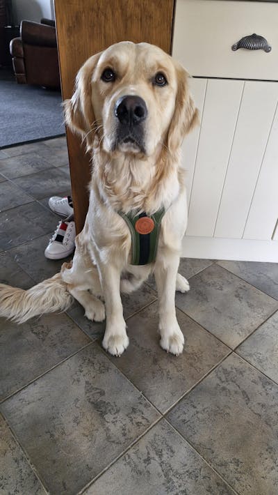 Arctic Sammy Adventure Dog Harness - Olive