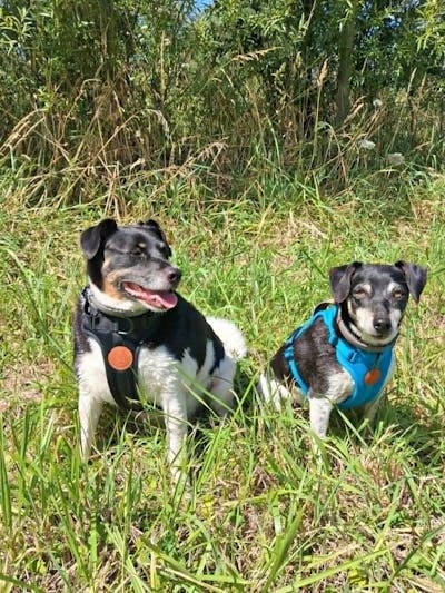 Arctic Sammy Adventure Dog Harness - Teal