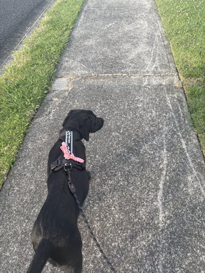 Arctic Sammy Adventure Dog Harness - Black