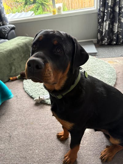 Olive Terraflow Waterproof Dog Collar