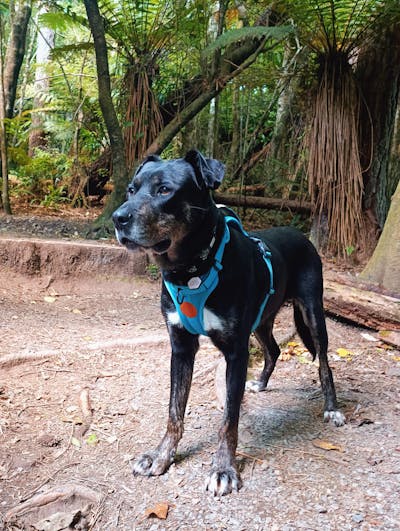 Arctic Sammy Adventure Dog Harness - Teal