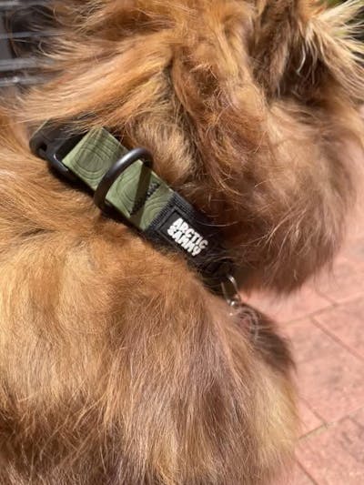 Olive Terraflow Waterproof Dog Collar