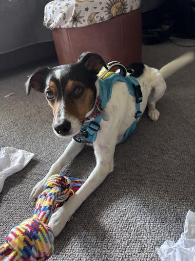 QR Code Dog ID Tag - Charlie