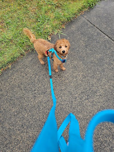 Teal Terraflow Long Line Dog Leash