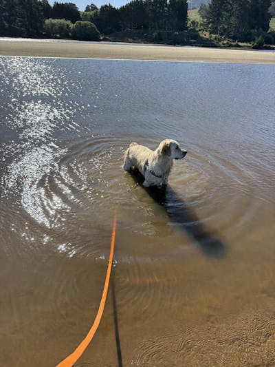 Orange Terraflow Long Line Dog Leash