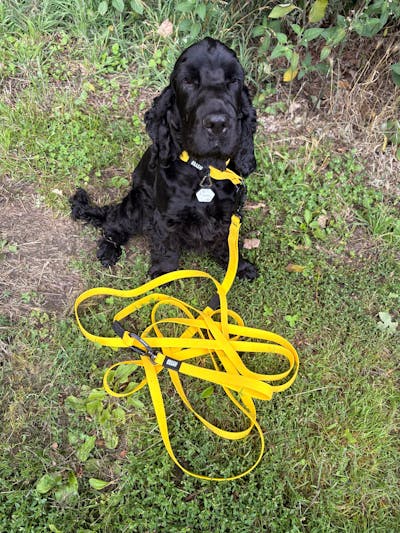 Mustard Yellow Terraflow Long Line Dog Leash