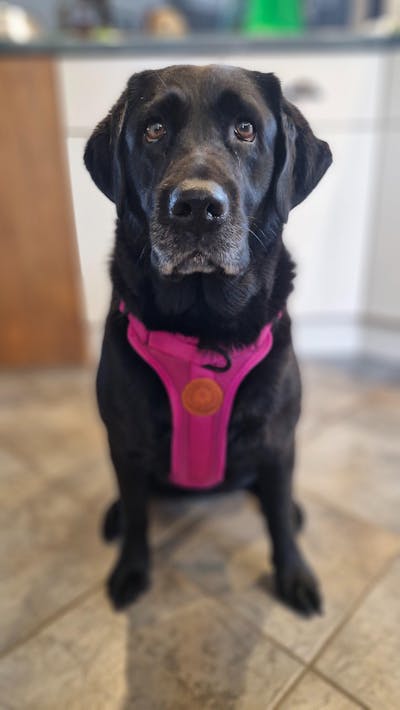 Arctic Sammy Adventure Dog Harness - Pink