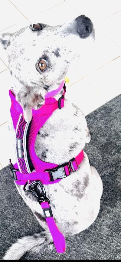 Arctic Sammy Adventure Dog Harness - Pink