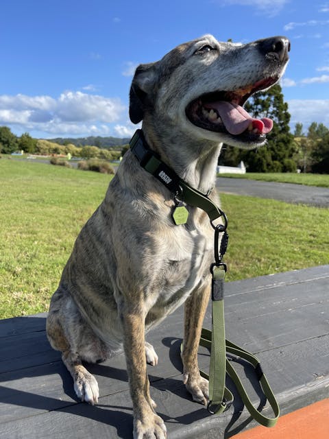 Olive Terraflow Waterproof Dog Collar